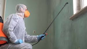 Best Black Mold Removal  in Chula Vista, CA